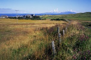 Flowers at Gallanach, Coll